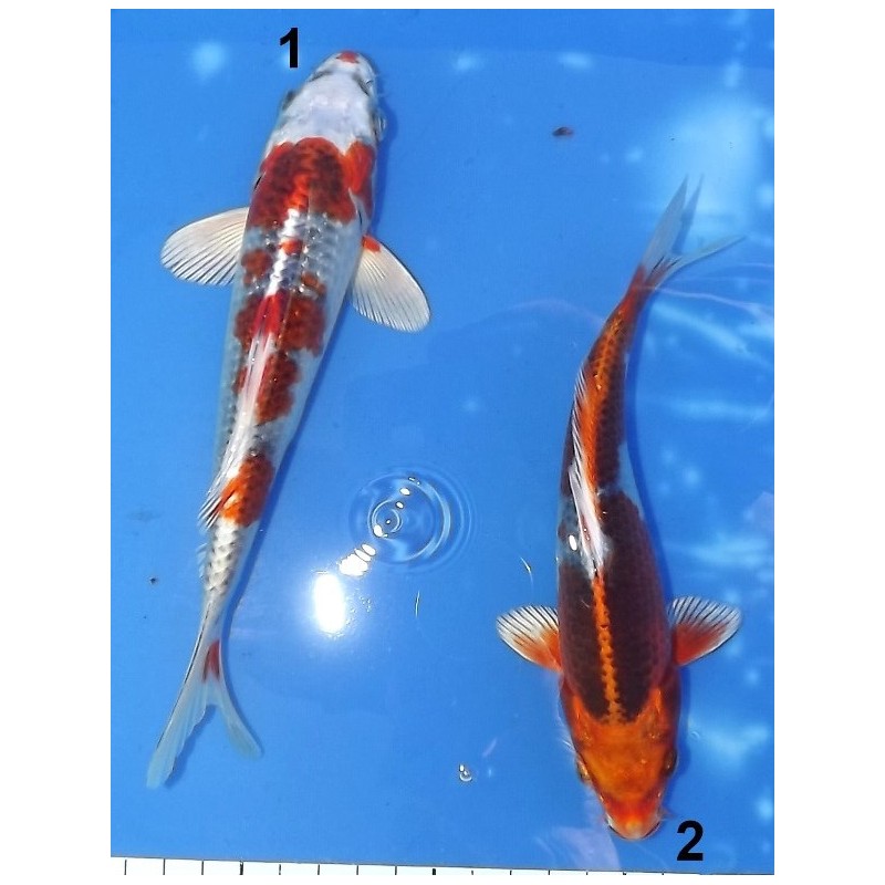 Tosaï 15-20 cm : Kujaku éleveur Miyatora (majorité 18-20cm)