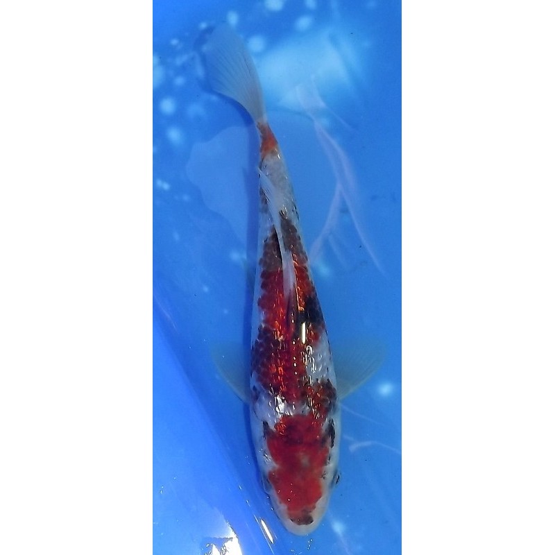 Tosaï 15-20 cm : Ginrin Goromo Showa éleveur Miyatora (majorité 18-20cm)