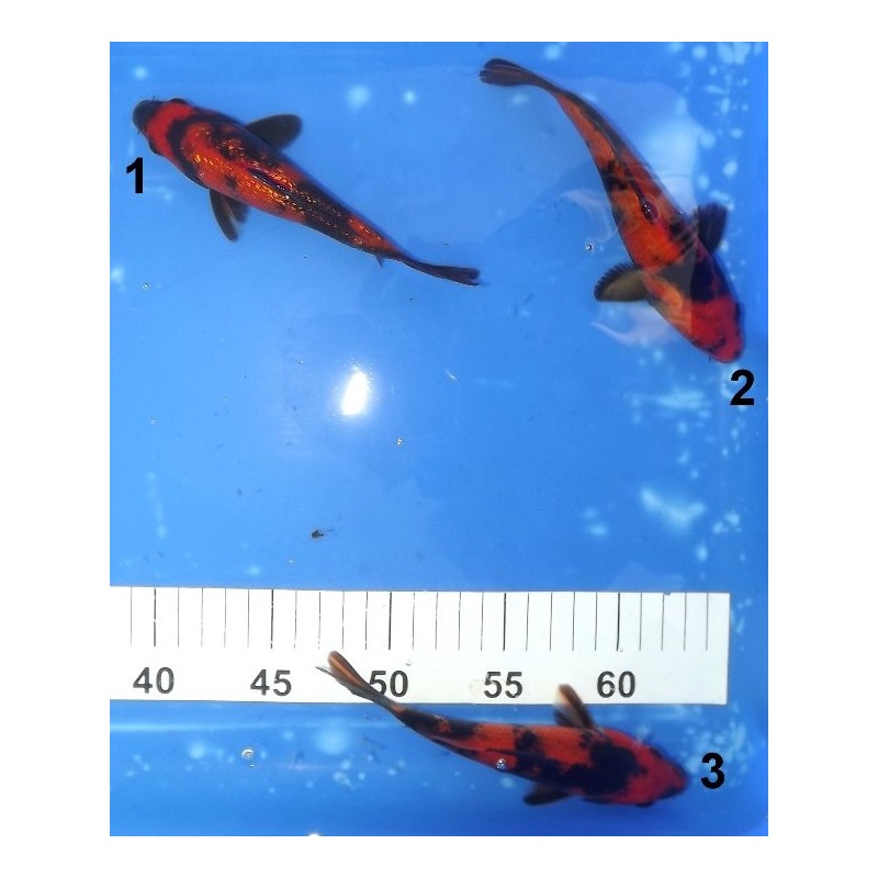 Tosaï 15-20 cm : Hi Utsuri et Ginrin Hi Utsuri éleveur Miyatora (majorité 18-20cm)