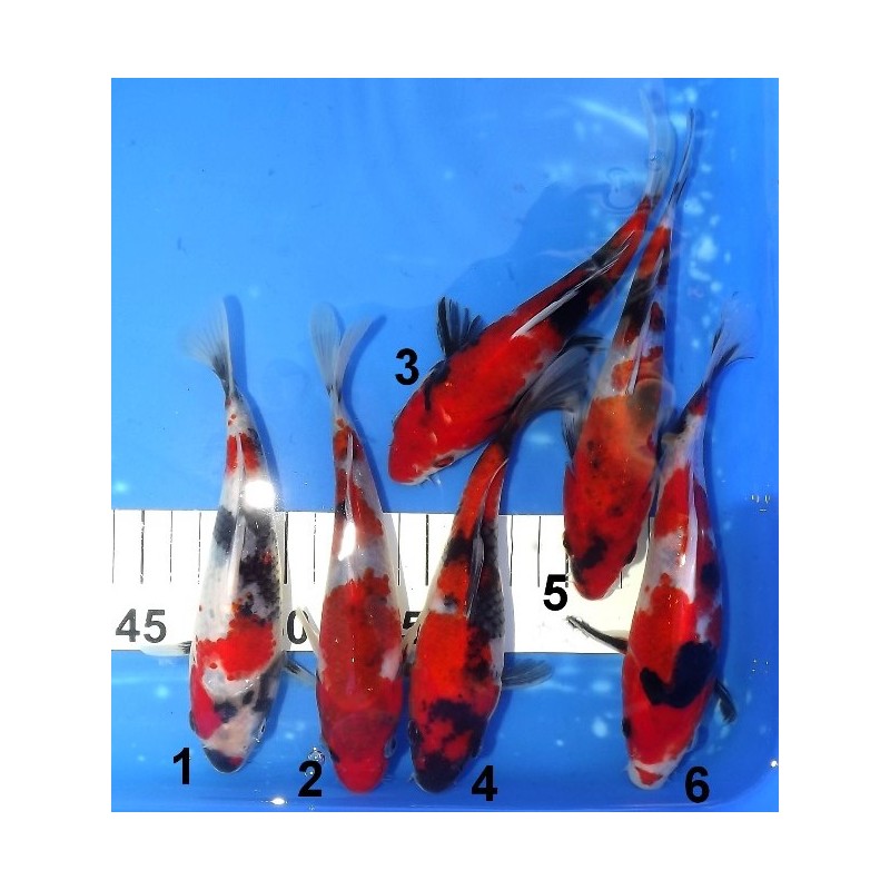 Tosaï 15-20 cm : Showa éleveur Miyatora (majorité 18-20cm)