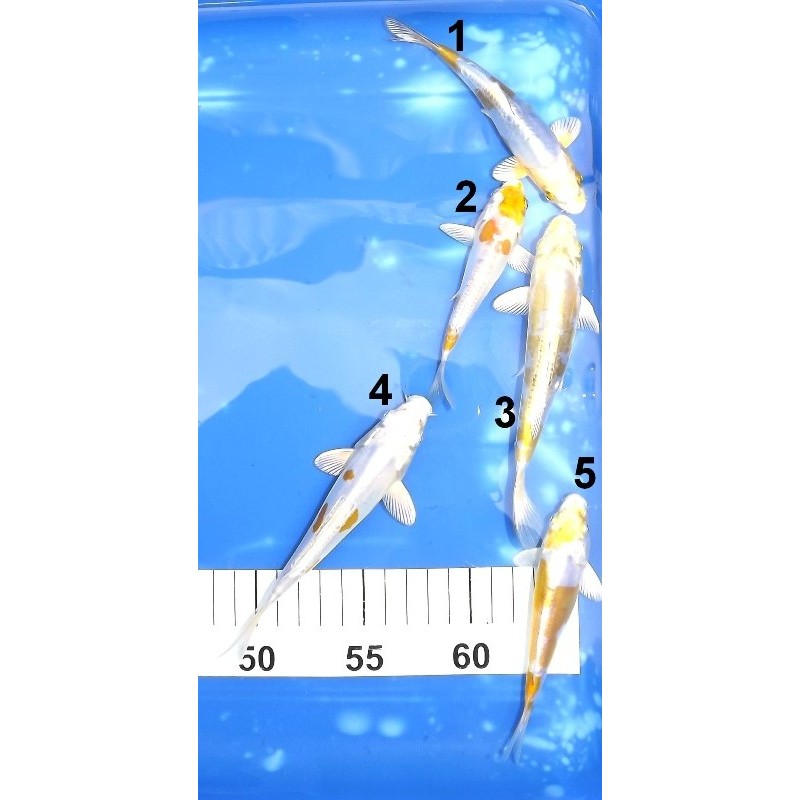 Tosaï 13-18 cm : Doitsu Hariwake et Doitsu Kogane éleveur Kazuhiro (majorité 15-18 cm)