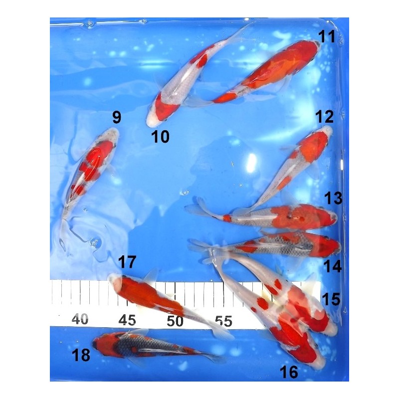 Tosaï 13-18 cm : Goshiki n°9 - 18 éleveur Kazuhiro (majorité 15-18 cm)