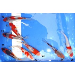 Tosaï 13-18 cm : Goshiki n°19 - 26 éleveur Kazuhiro (majorité 15-18 cm)