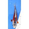 Tosaï 13-18 cm : Shusui éleveur Kazuhiro (majorité 15-18 cm)