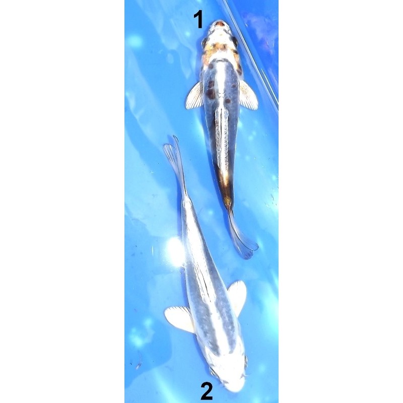 Tosaï 13-18 cm : Kikokuryu éleveur Kazuhiro (majorité 15-18 cm)