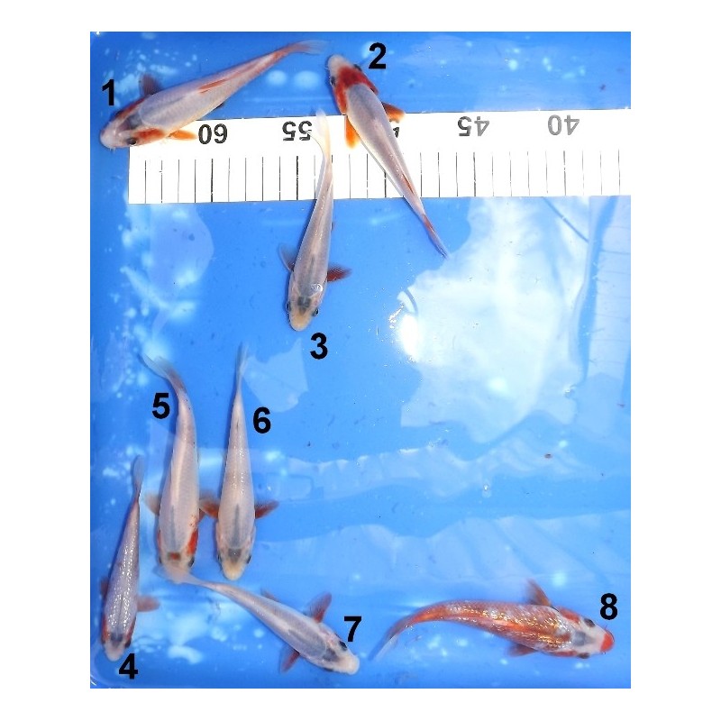 Tosaï 13-18 cm : Tancho Asagi, Asagi, Ginrin Asagi et Ginrin Hi Asagi éleveur Kazuhiro (majorité 15-18 cm)