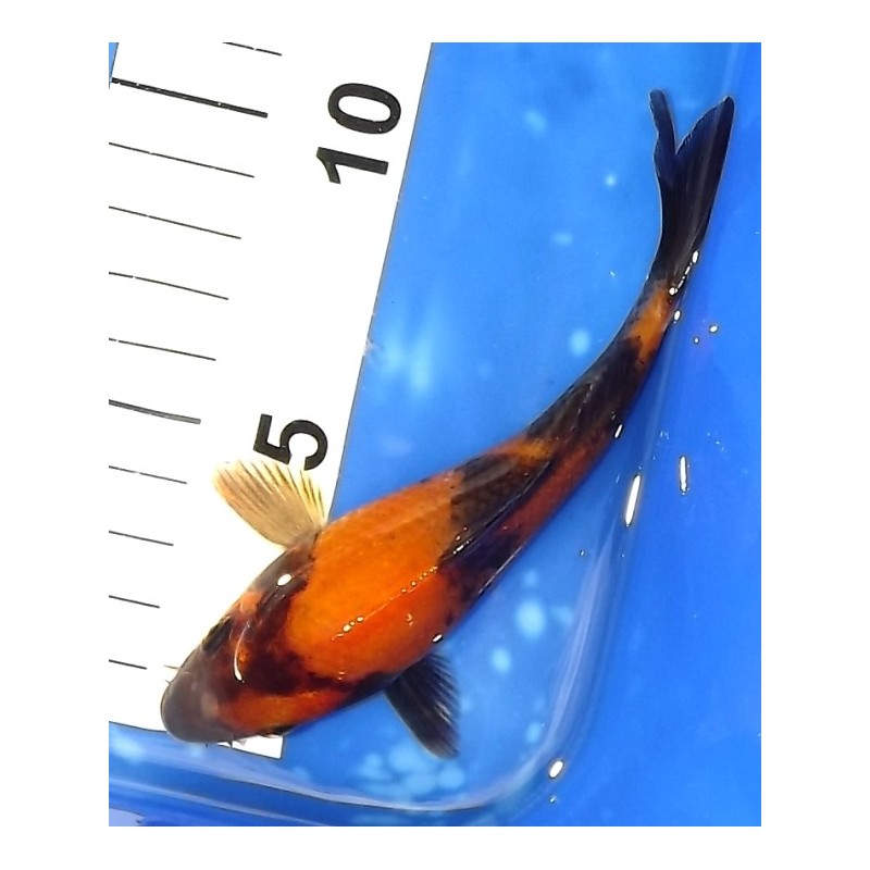 Tosaï 13-18 cm : Hi Utsuri éleveur Kazuhiro (majorité 15-18 cm)