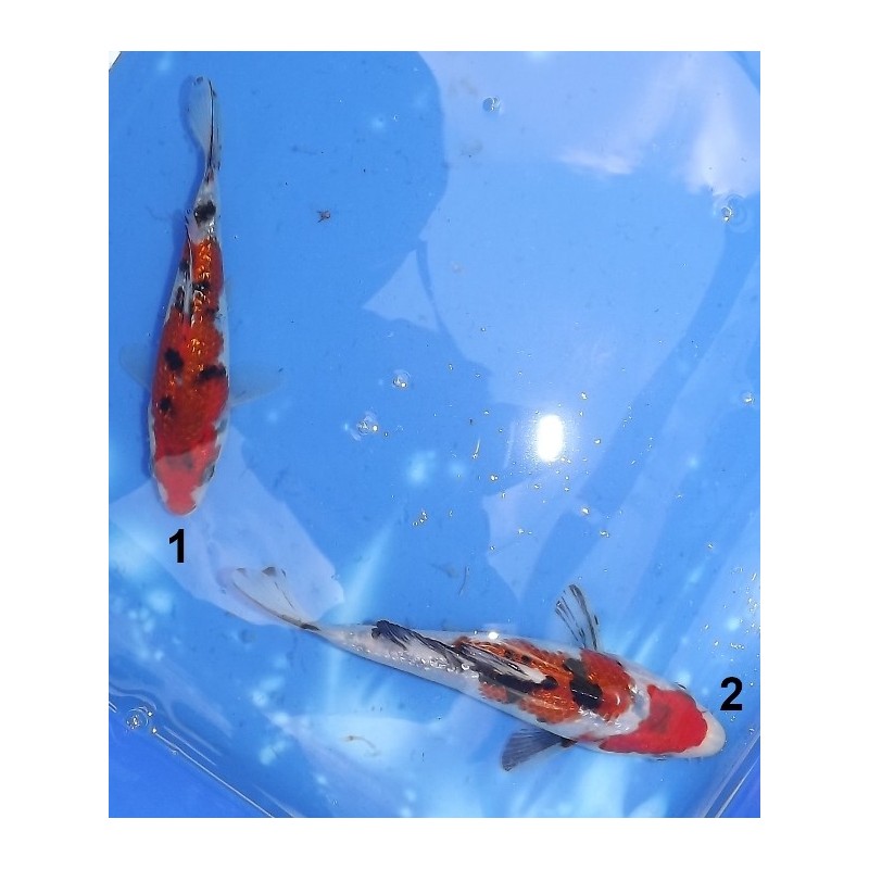 Tosaï 13-18 cm : Ginrin Sanke éleveur Kazuhiro (majorité 15-18 cm)