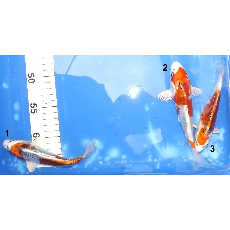 Tosaï 13-18 cm : Kujaku éleveur Kazuhiro (majorité 15-18 cm)