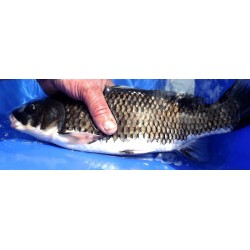 Hajiro wagoï 41cm nisaï éleveur Kanezo