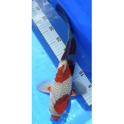 Ochiba 41cm Mâle nisaï éleveur Kanezo