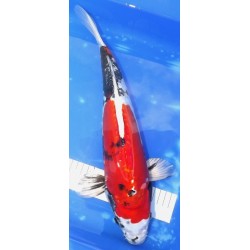 Doitsu Kin Showa 42cm nisaï éleveur Kanezo