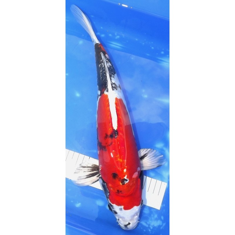 Doitsu Kin Showa 42cm nisaï éleveur Kanezo