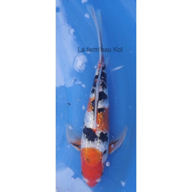 Ginrin showa voile 30-35cm