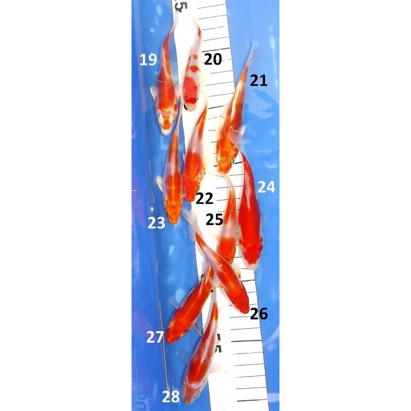 Kawakami : Kikusui / Doitsu Yamatonishiki / Doitsu Hariwake / Doitsu Kohaku