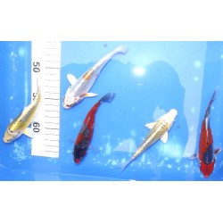 Tosaï 15cm : éleveur Aoki