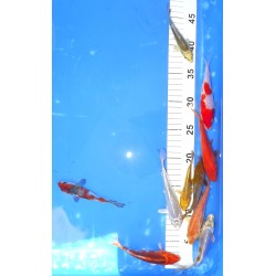 Tosaï Hirasawa X 10 Lot 1 WYSIWYG