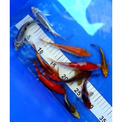 Tosaï Hirasawa X 10 Lot 1 WYSIWYG