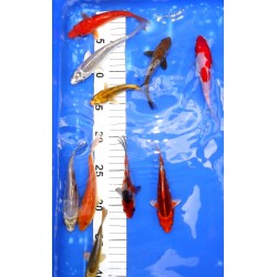 Tosaï Hirasawa X 10 Lot 1 WYSIWYG