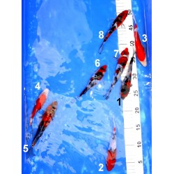 Tosaï : Doitsu Gosanke n°1-8 éleveur Shinoda