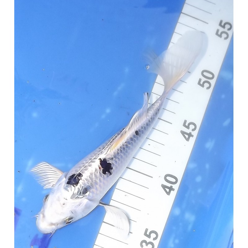 Gin Shiro Bekko voile 20-25 cm