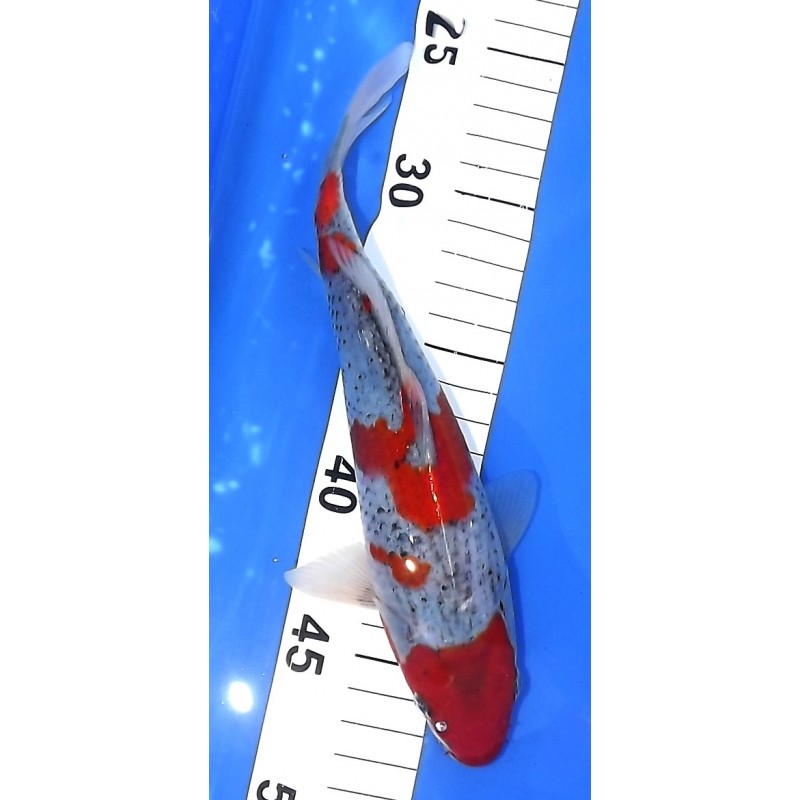 Goshiki 20-25 cm éleveur Kazuhiro