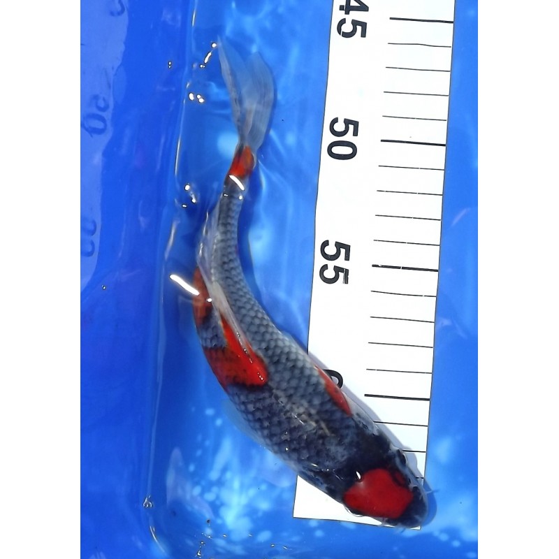 Maruten Goshiki 20-25 cm éleveur Kazuhiro