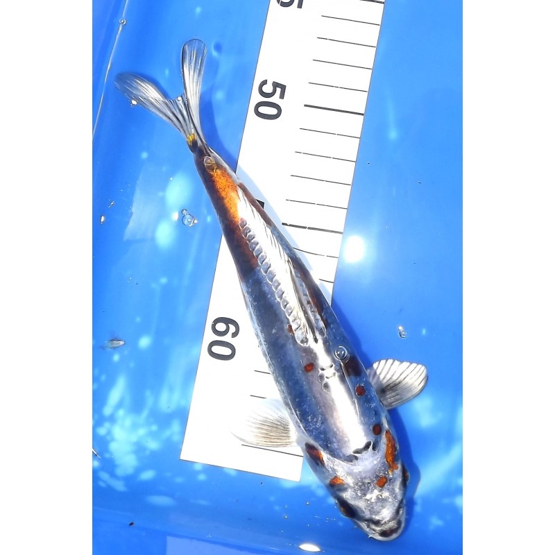 Kin Kikokuryu 20-25 cm éleveur Kazuhiro