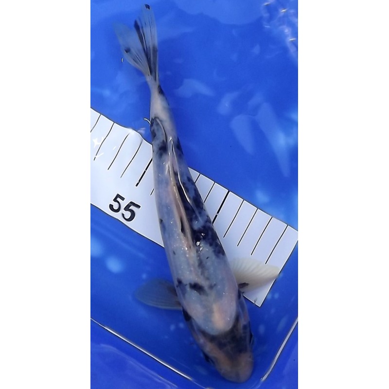 Shiro Utsuri 20-25 cm éleveur Kazuhiro