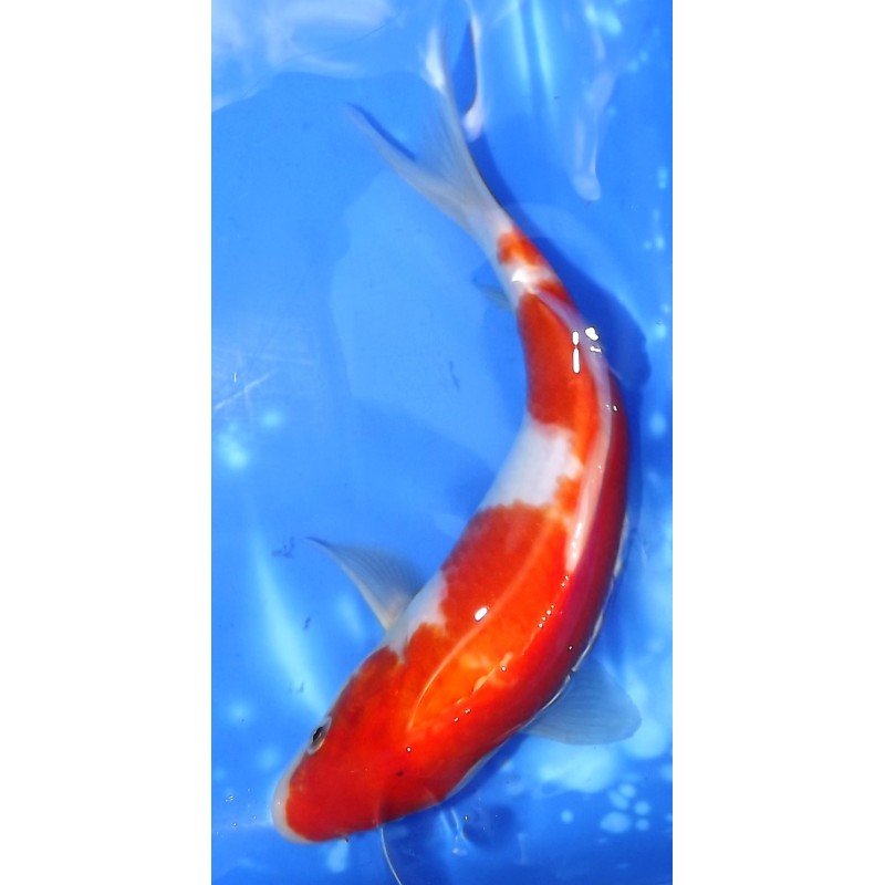 Sanke/Kohaku 20-25 cm éleveur Hirasawa