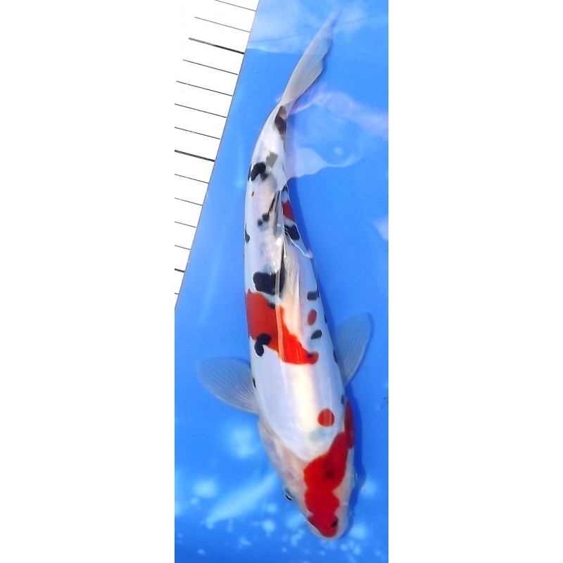 Doitsu Sanke 20-25 cm éleveur Shinoda