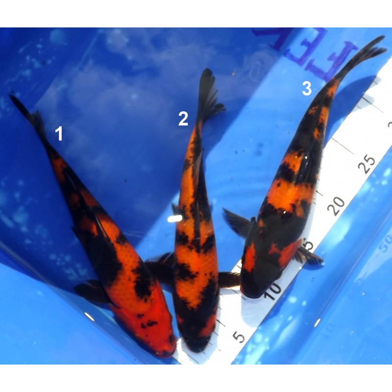 Hi Utsuri n°2 25-30 cm éleveur Genjiro