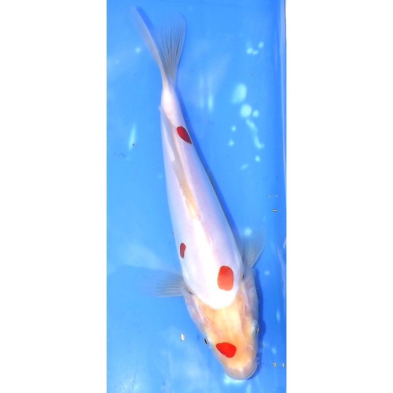 Doitsu Kohaku 20-25 cm éleveur Kawakami