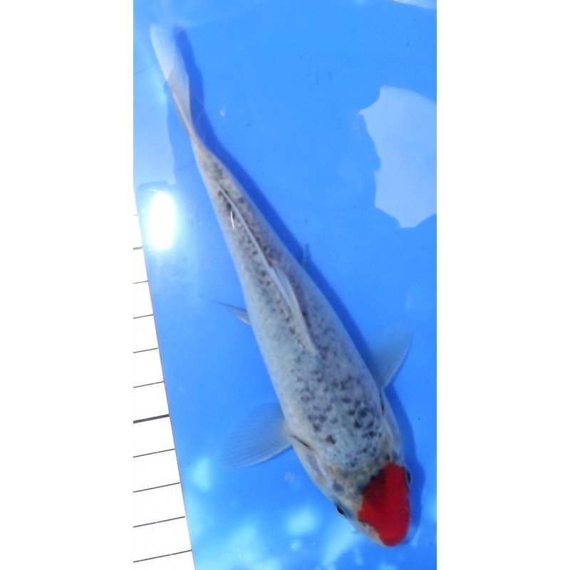 Tancho Goshiki 18 cm éleveur Kawakami