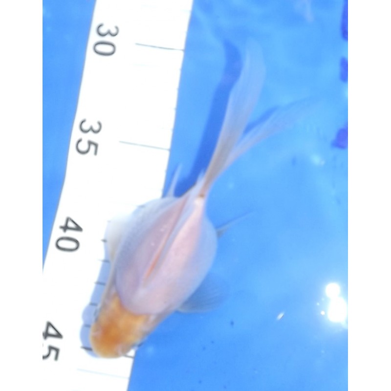 Tamasaba 18 cm F1 Japon