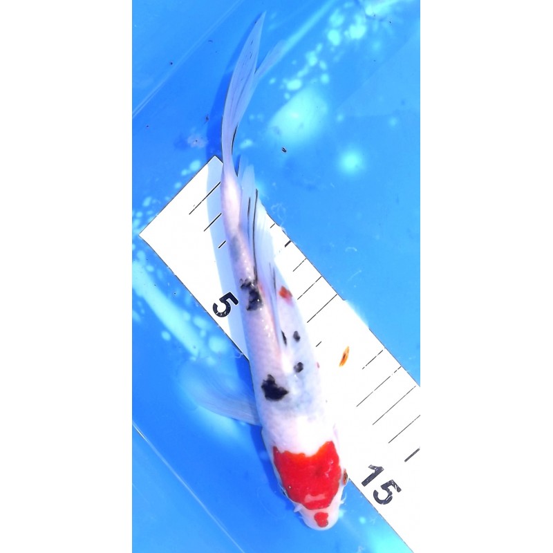 Sanke voile 20-25 cm