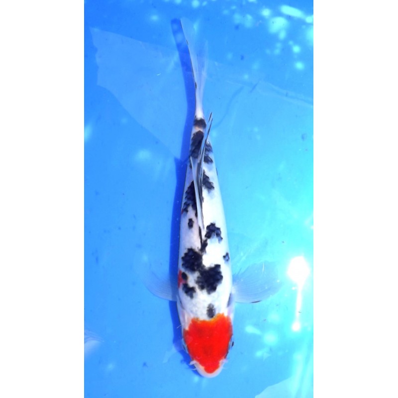 Maruten Sanke voile 20-25 cm