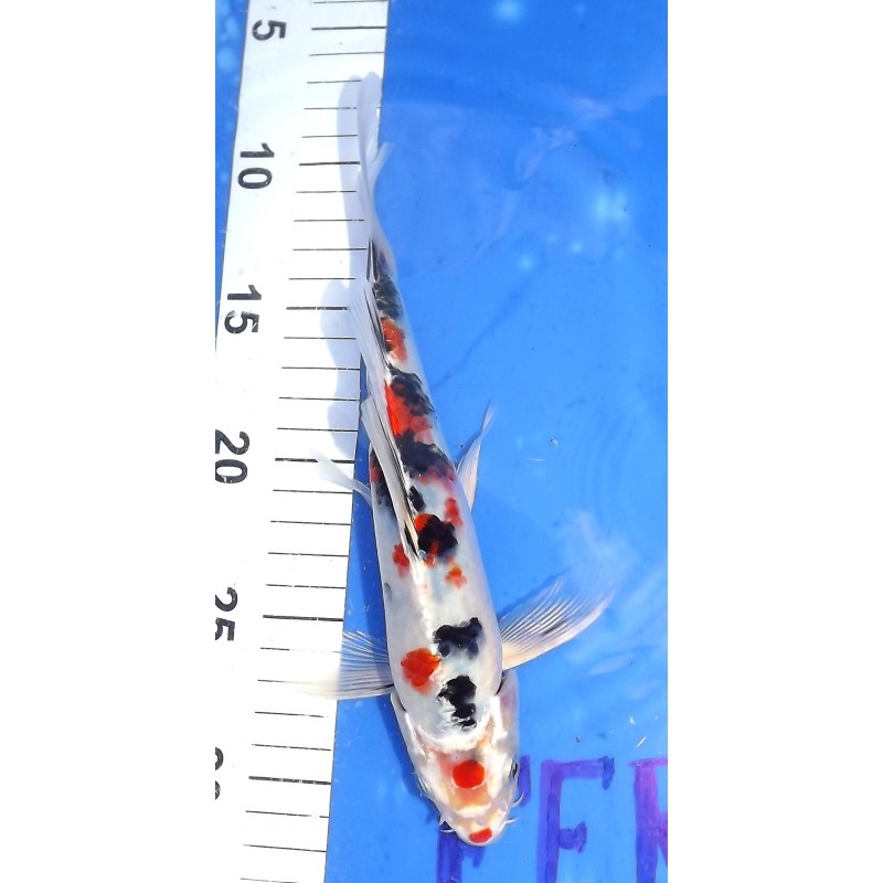 Maruten Yamatonishiki voile 25 cm