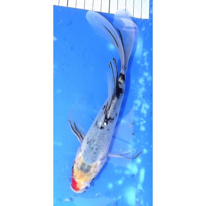 Showa X Asagi voile 20-25 cm