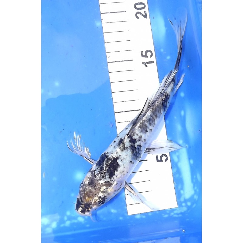 Gin Shiro Utsuri voile 20-25 cm