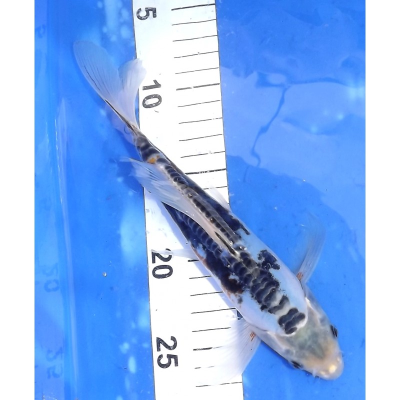 Shusui X Kikokuryu voile 20-25 cm