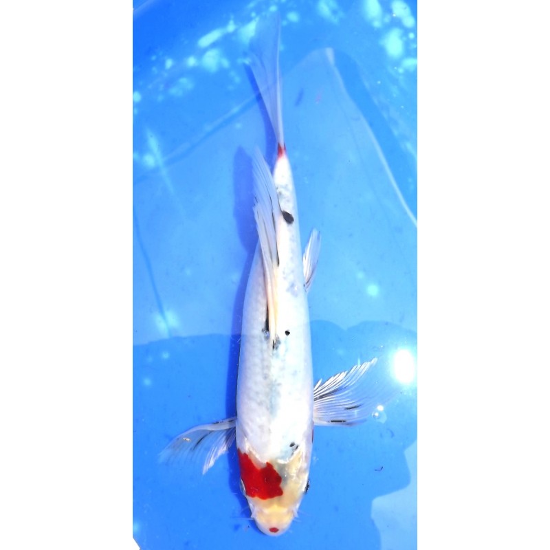 Maruten Gin Sanke voile 25-30 cm