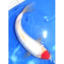 Ginrin Tancho Kohaku 30 cm éleveur Miyatora