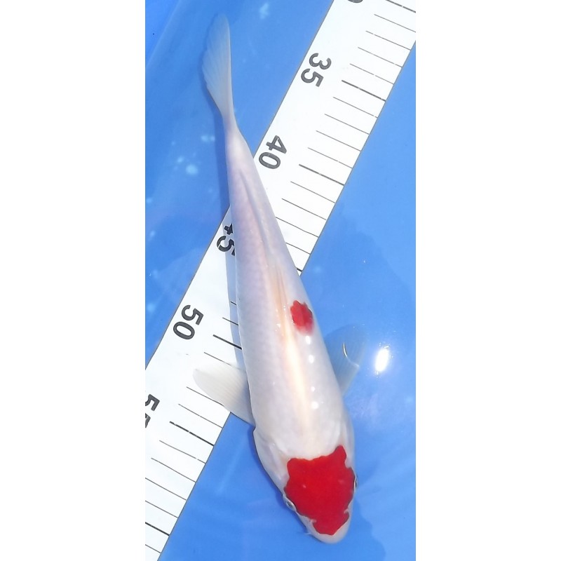 Maruten Kohaku 25-30 cm éleveur Miyatora