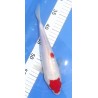 Maruten Kohaku 25-30 cm éleveur Miyatora