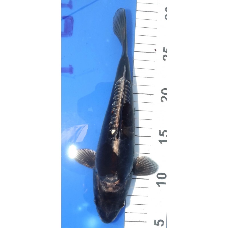 Karasugoï (Kuro Beni Kikokuryu) 24 cm éleveur Ikarashi Ozumi