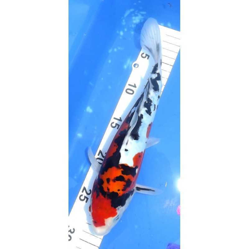 Doitsu Sanke 25-30 cm éleveur Ikarashi Ozumi