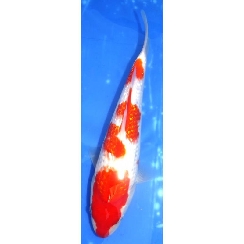 Ginrin Kohaku 30 cm éleveur Miyatora