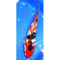 Ginrin Sanke 30-35 cm éleveur Miyatora