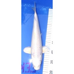 Platinum 36 cm éleveur Marujiyu